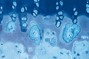diamond knife for histology