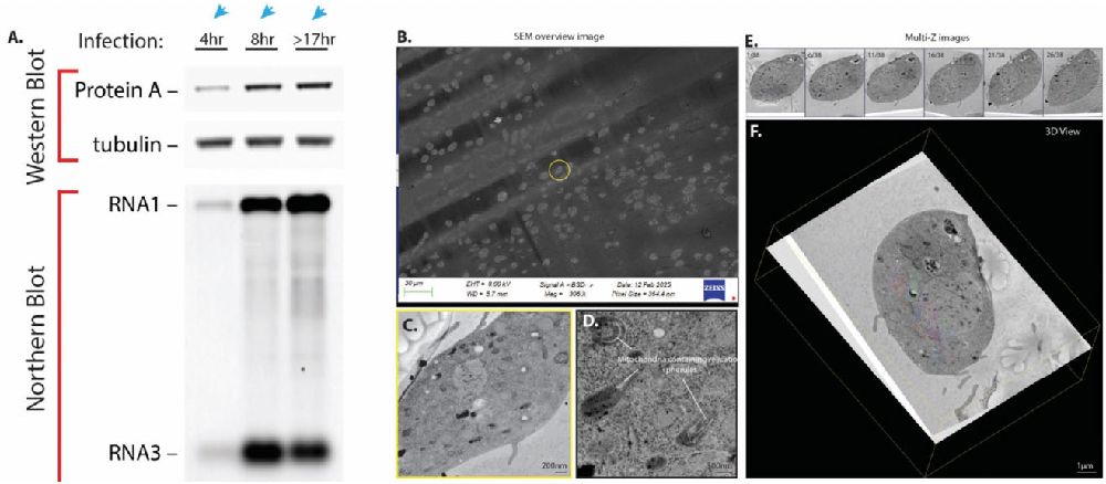 ozaf048382 - figure 2