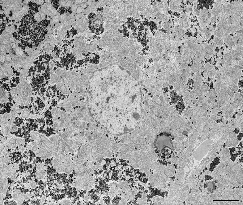 Ozaf048.423 figure 1