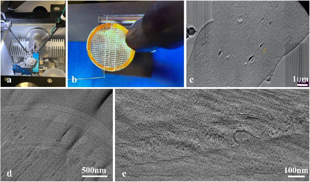 Cryo-electron Microscopy of Vitreous Sections (CEMOVIS) Application for Model Organisms